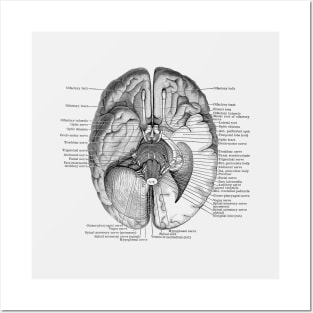 Brain Nervous System Diagram - Vintage Anatomy Posters and Art